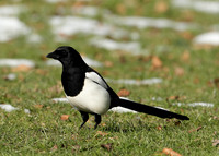 Magpie Pica pica
