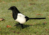 Magpie Pica pica
