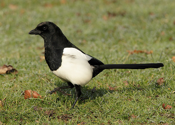 Magpie Pica pica