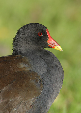 Moorhen Gallinula chloropus
