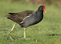 Moorhen Gallinula chloropus