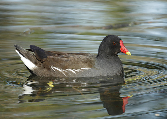 Moorhen Gallinula chloropus
