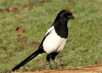 Magpie Pica pica