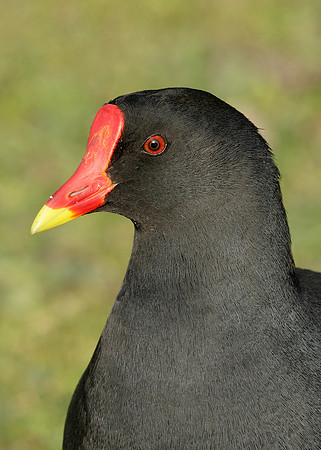 Moorhen Gallinula chloropus