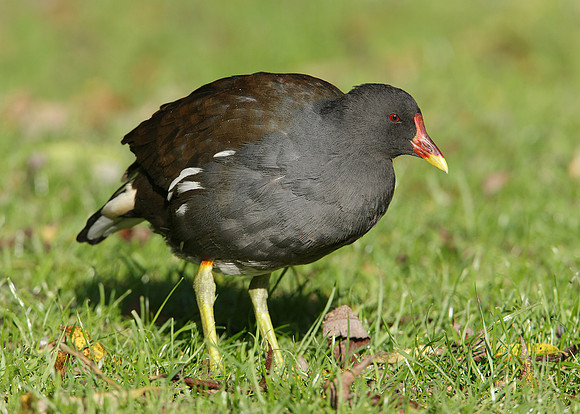 Moorhen Gallinula chloropus