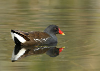 Moorhen Gallinula chloropus