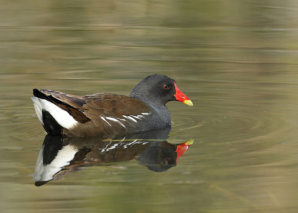 Moorhen Gallinula chloropus