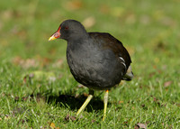 Moorhen Gallinula chloropus