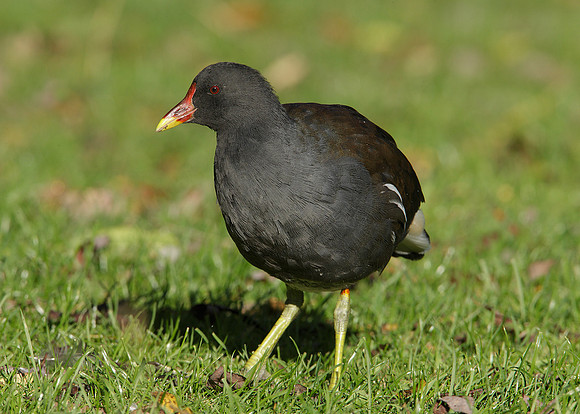 Moorhen Gallinula chloropus