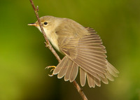Marsh Warbler Acrocephalus palustris