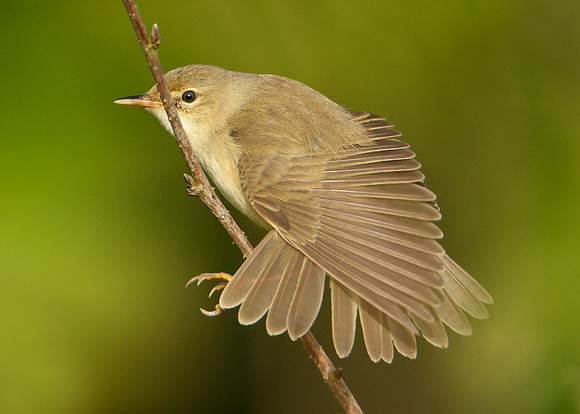 Marsh Warbler Acrocephalus palustris