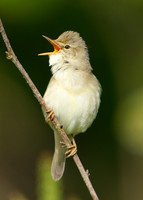 Marsh Warbler Acrocephalus palustris