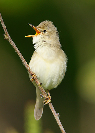 Marsh Warbler Acrocephalus palustris