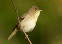 Marsh Warbler Acrocephalus palustris