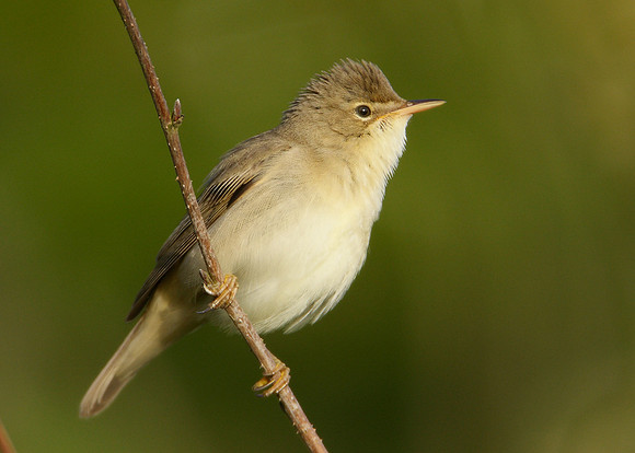 Marsh Warbler Acrocephalus palustris