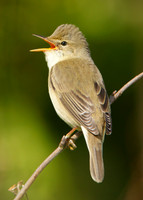 Marsh Warbler Acrocephalus palustris