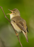Marsh Warbler Acrocephalus palustris