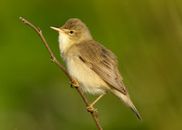 Marsh Warbler Acrocephalus palustris