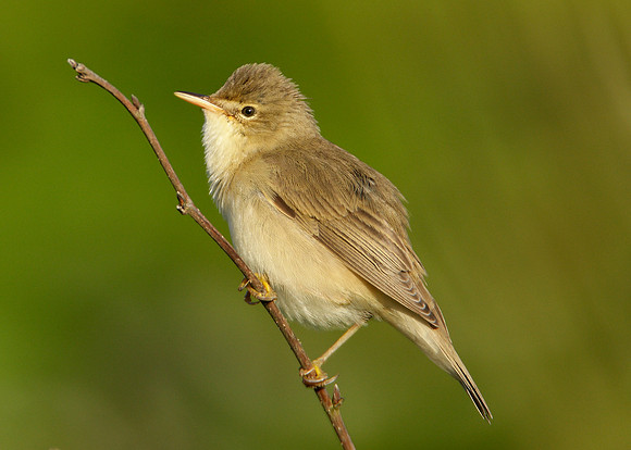 Marsh Warbler Acrocephalus palustris