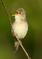 Marsh Warbler Acrocephalus palustris