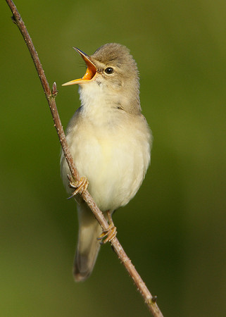 Marsh Warbler Acrocephalus palustris