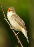 Marsh Warbler Shetland June 2009