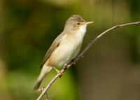 Marsh Warbler Acrocephalus palustris