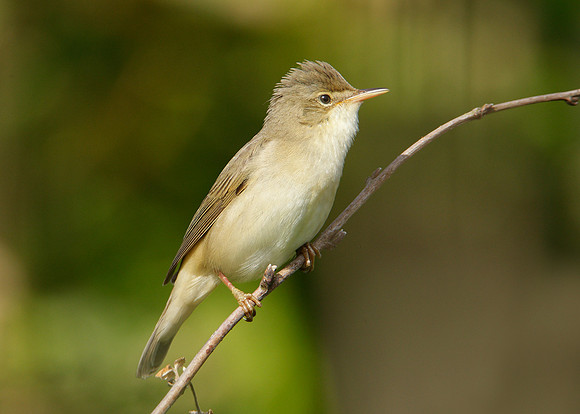 Marsh Warbler Acrocephalus palustris