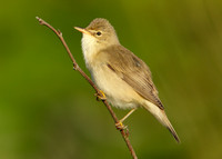Marsh Warbler Acrocephalus palustris