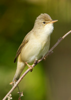 Marsh Warbler Acrocephalus palustris