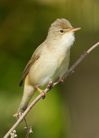 Marsh Warbler Acrocephalus palustris