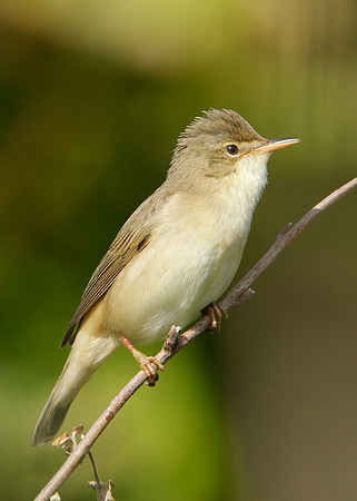 Marsh Warbler Acrocephalus palustris
