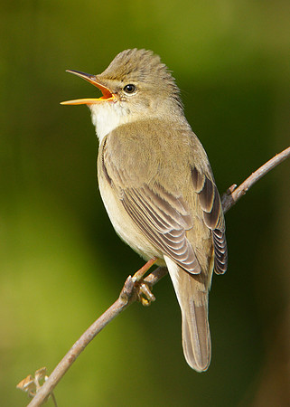 Marsh Warbler Acrocephalus palustris