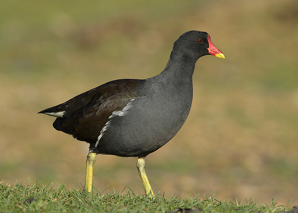Moorhen Gallinula chloropus