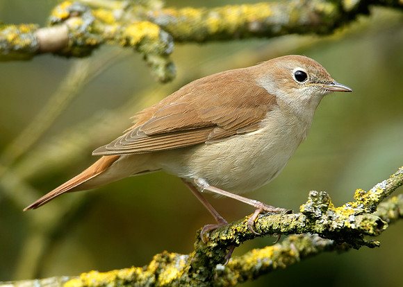 Nightingale Luscinia megarhynchos