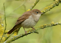 Nightingale Luscinia megarhynchos