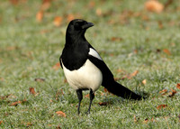 Magpie Pica pica