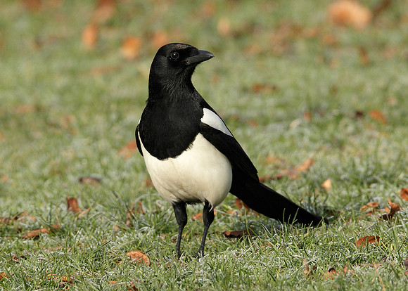 Magpie Pica pica