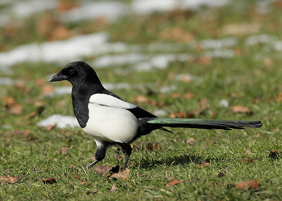 Magpie Pica pica