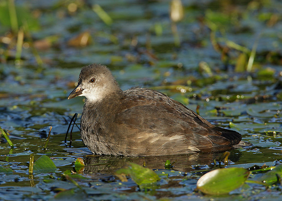 Moorhen Gallinula chloropus
