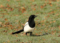 Magpie Pica pica