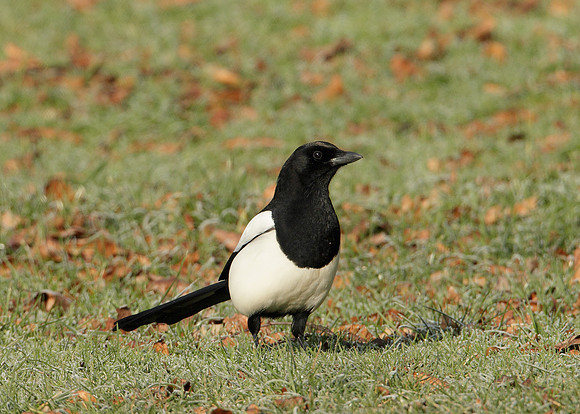 Magpie Pica pica