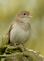 Nightingale Luscinia megarhynchos