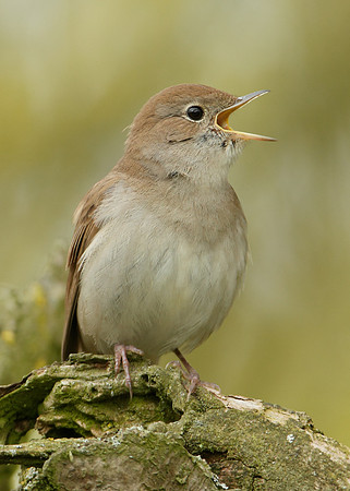 Nightingale Luscinia megarhynchos
