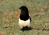 Magpie Pica pica