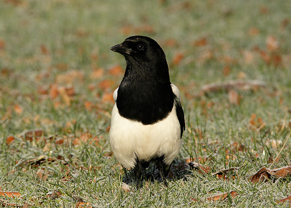 Magpie Pica pica