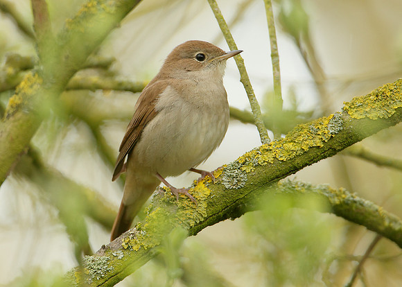 Nightingale Luscinia megarhynchos