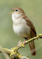 Nightingale Luscinia megarhynchos