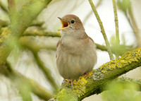 Nightingale Luscinia megarhynchos