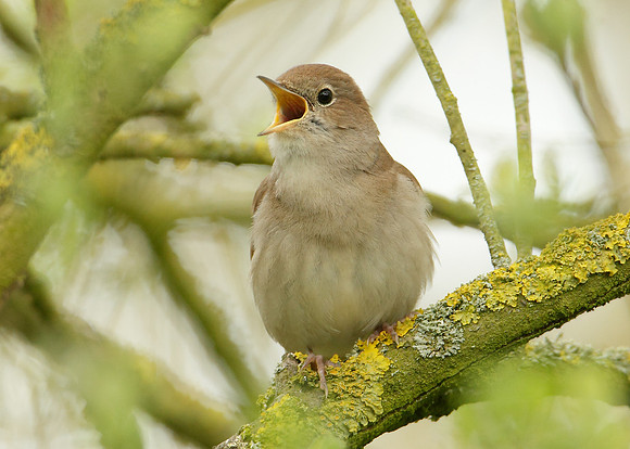 Nightingale Luscinia megarhynchos